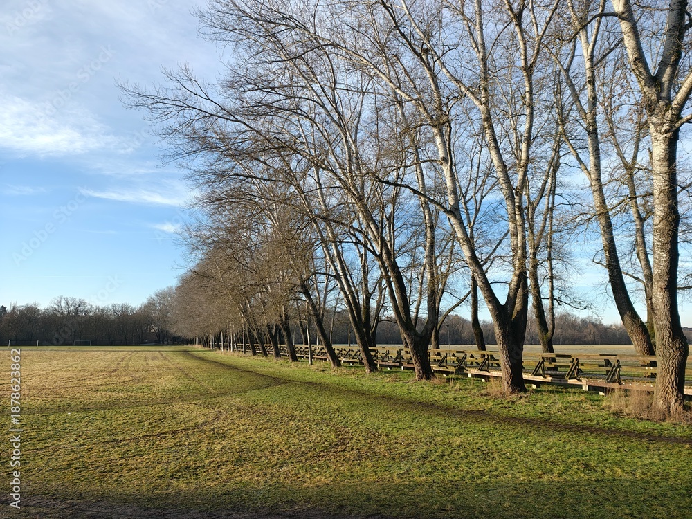 Obraz premium trees in spring