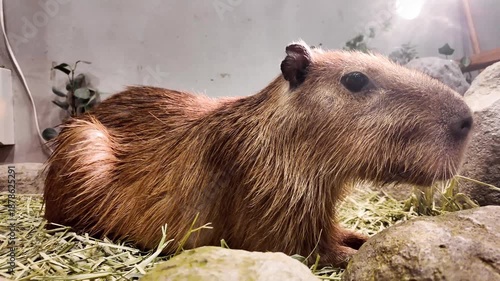 Capybara Relaxing at Japanese Animal Cafe Enclosure
