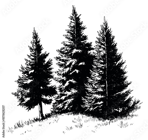 Hand drawn pine tree set featuring three tall evergreen trees on a grassy patch for nature designs