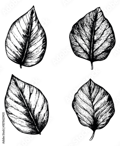Hand drawn line art leaf set featuring various botanical foliage for nature and eco designs
