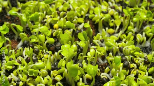 Close-up time-lapse of small plant sprouting from seed in soil, showing early growth stages.