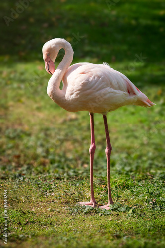 Ein einzelner Flamingo (Phoenicopteridae) steht mit S-förmigem Hals in der Sonne auf einer Wiese vor unscharfem Hintergrund. 