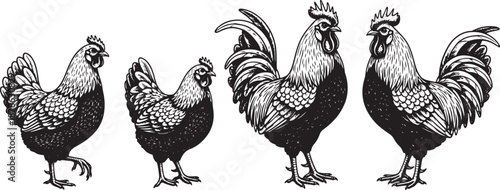Vintage hand-drawn roosters and hens set Vector