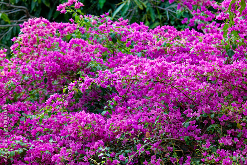 Fototapeta premium Bougainvillea