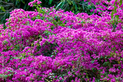 Bougainvillea