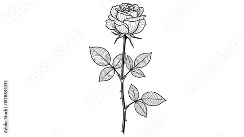 A single rose stem with leaves and a blooming flower viewed from the side in a simple illustration