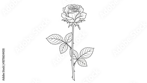 A single rose stem with leaves and a bud illustration from a front viewpoint