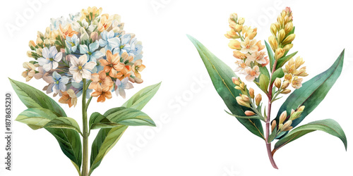 eremurus flower watercolor vector illustration