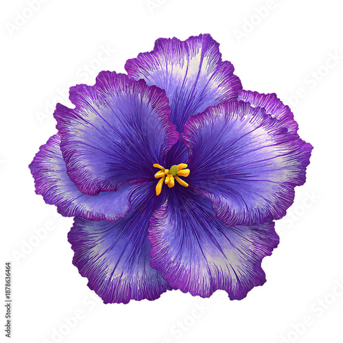 African Violet in Purple png (2).png