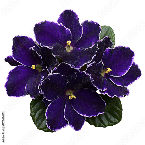African Violet in Purple png (4).png