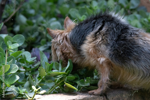 Obraz na plátně Pet silky terrier hunting for lizards in a domestic harden