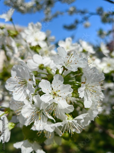 The fruit tree blooms with white flowers, pear flowers.