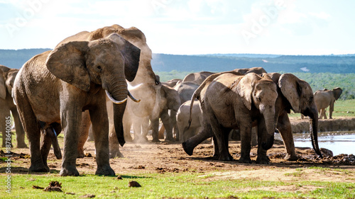 Majestic elephants enjoying a sunny day at Addo Elephant Park in South Africa