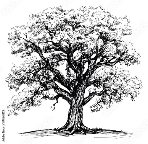 Hand drawn illustration of a majestic tree depicting detailed branches and foliage for nature designs