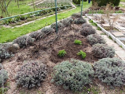 Lavender bushes are trimmed into ball-shaped shapes in a garden design.