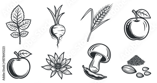 A collection of hand-drawn fruits and vegetables including apples, mushrooms, and wheat in a vintage black and white style, perfect for organic food branding