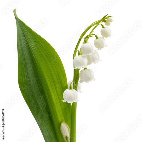 Lily of the Valley Blossoms in Close up Against a Plain Background in Spring