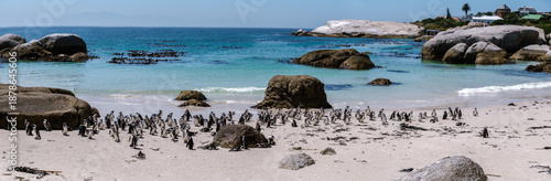 Explore the charming penguins at Boulders Beach in Simons Town, Cape Town, South Africa