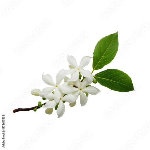 White Flowers With Green Leaves on a Branch in Bright Light