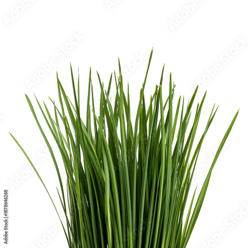 Fresh Green Grass Growing in a Garden During a Sunny Day in Spring