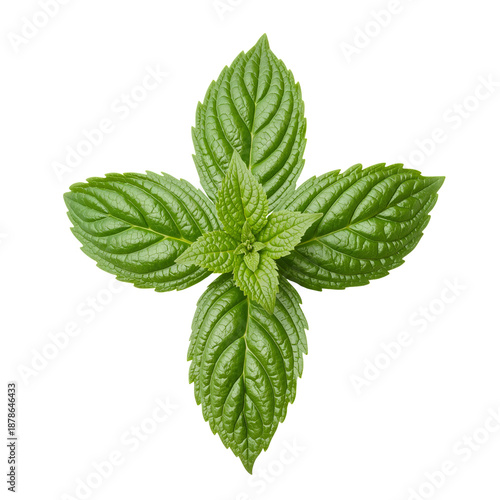 Fresh Mint Leaves Arranged on a White Background for Culinary Use and Decoration