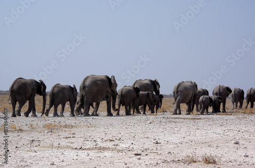 Troupeau d'éléphants dans le parc national d'Etosha en Namibie