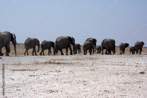 Troupeau d'éléphants dans le parc national d'Etosha en Namibie