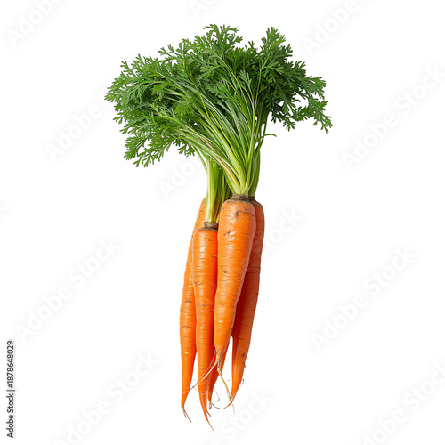 Fresh Carrots With Green Tops Arranged on a White Surface for Display in the ...