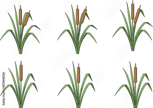 Cattail Reed Plant Collection Wetland Marsh Grass Nature Botanical Cartoon Vector Illustration Set Isolated