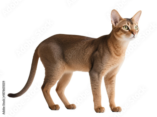 Cute Cat on Transparent Background