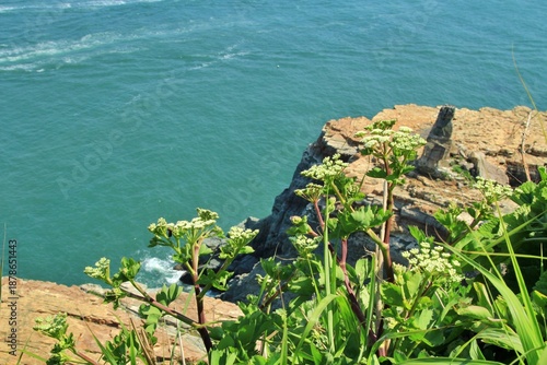 약용식물, 갯방풍