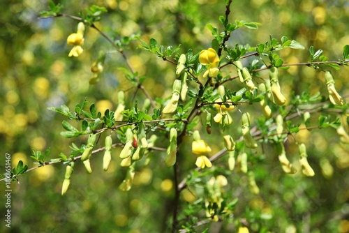 약용식물, 골담초