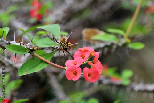 원예식물, 꽃기린