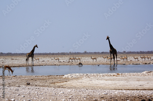 Girafes dans le parc national d'Etosha en Namibie