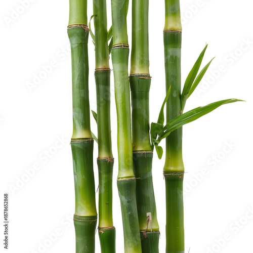 Fresh Green Bamboo Sticks Arranged Together for Decoration or Craft Projects