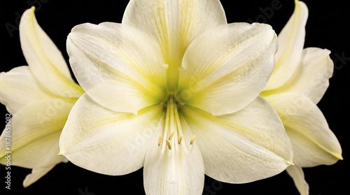 Isolated amaryllis on black background. Spring time