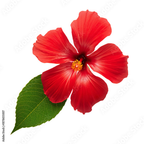 Bright Red Hibiscus Flower Stands out Against a White Background in Daytime S...