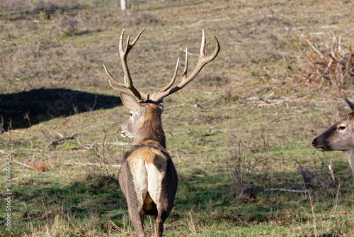 Stag standing in a field with antlers during the daytime in autumn