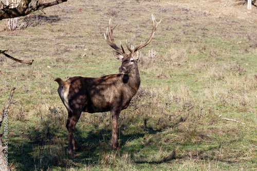 Deer standing in a field during daytime in a rural area