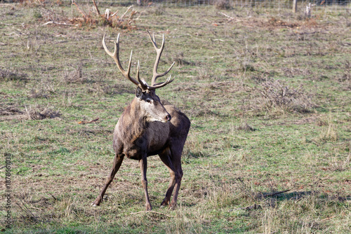 Deer walks through grassy area near trees in daylight at a natural location
