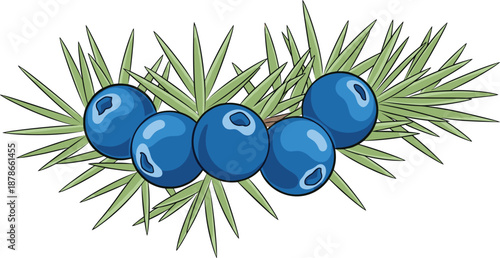 Juniper berries botanical illustration, blue berry cluster on evergreen branch, detailed natural plant vector for herbal, culinary, medicinal design use