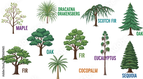 Illustrated tree species collection with labeled maple, oak, fir, sequoia, eucalyptus, palm and dracaena, colorful botanical vector set for education, infographic, design