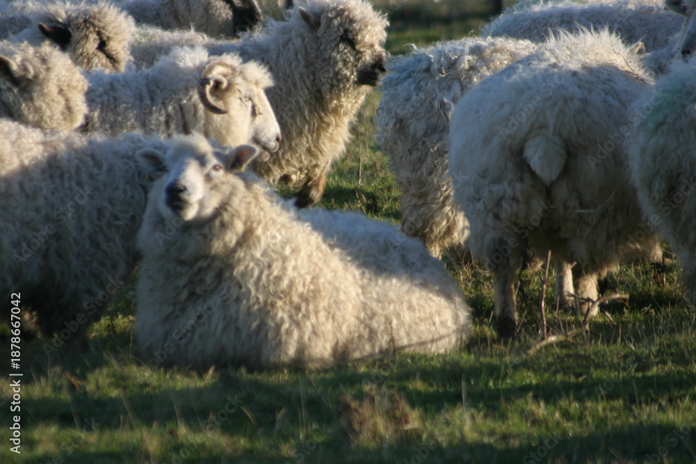 Fototapeta premium Fluffy sheep stand closely together in warm sunlight, their thick wool glowing as they graze calmly in a grassy pasture, creating a peaceful rural scene filled with softness and quiet so.