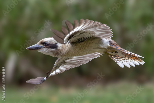 Australian Laughing Kookaburra in flight