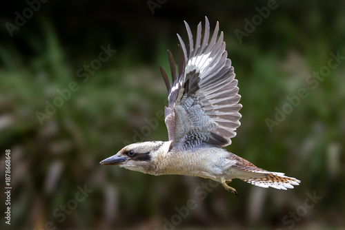 Australian Laughing Kookaburra in flight