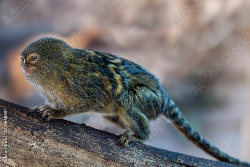 Captive Pygmy Marmoset from Brazill