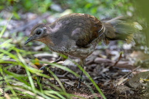 Close up of Australian Superb Lyerbird 