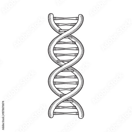 Detailed illustration of a double helix deoxyribonucleic acid structure genetics
