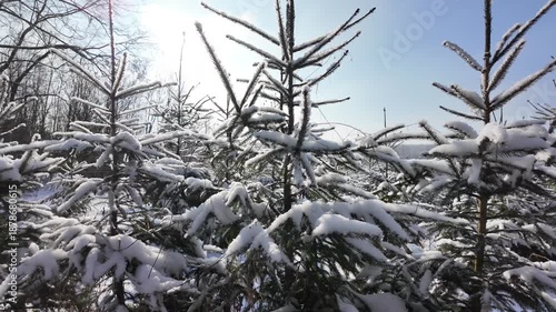 Snowy winter in the forest with falling snow, blue sky and sun