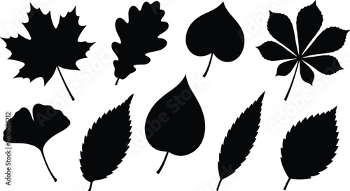 Collection of assorted leaf silhouettes in various botanical shapes isolated on white background nature illustration, botanical design, autumn graphics and educational plant identification concepts
